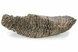 Fossil Woolly Mammoth Lower M Molar - Siberia #238760-3